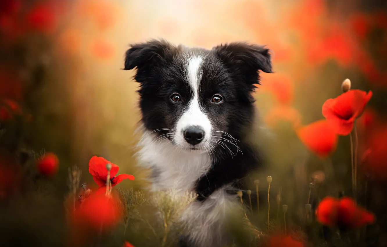 Photo wallpaper look, flowers, Maki, dog, puppy, face