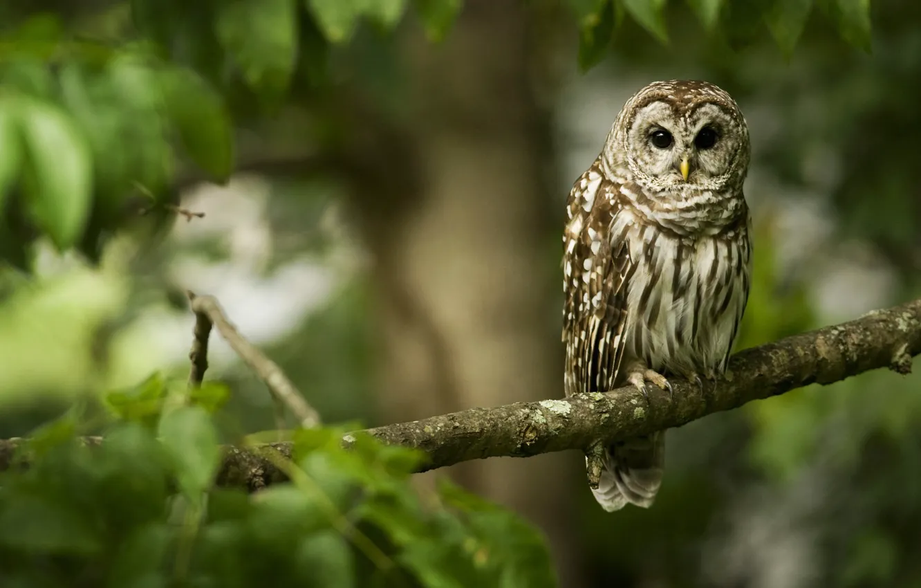Photo wallpaper forest, owl, branch