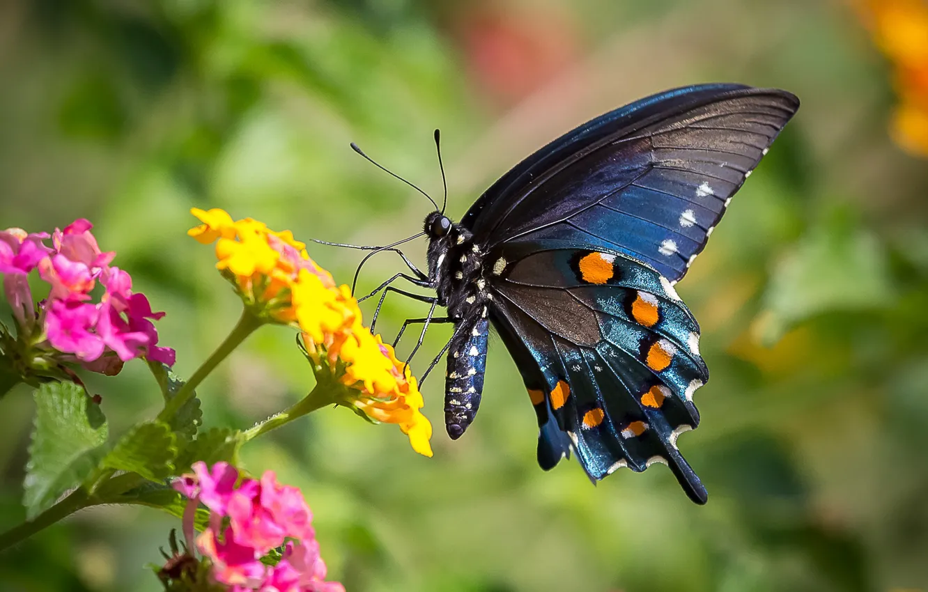 Photo wallpaper flowers, butterfly, wings