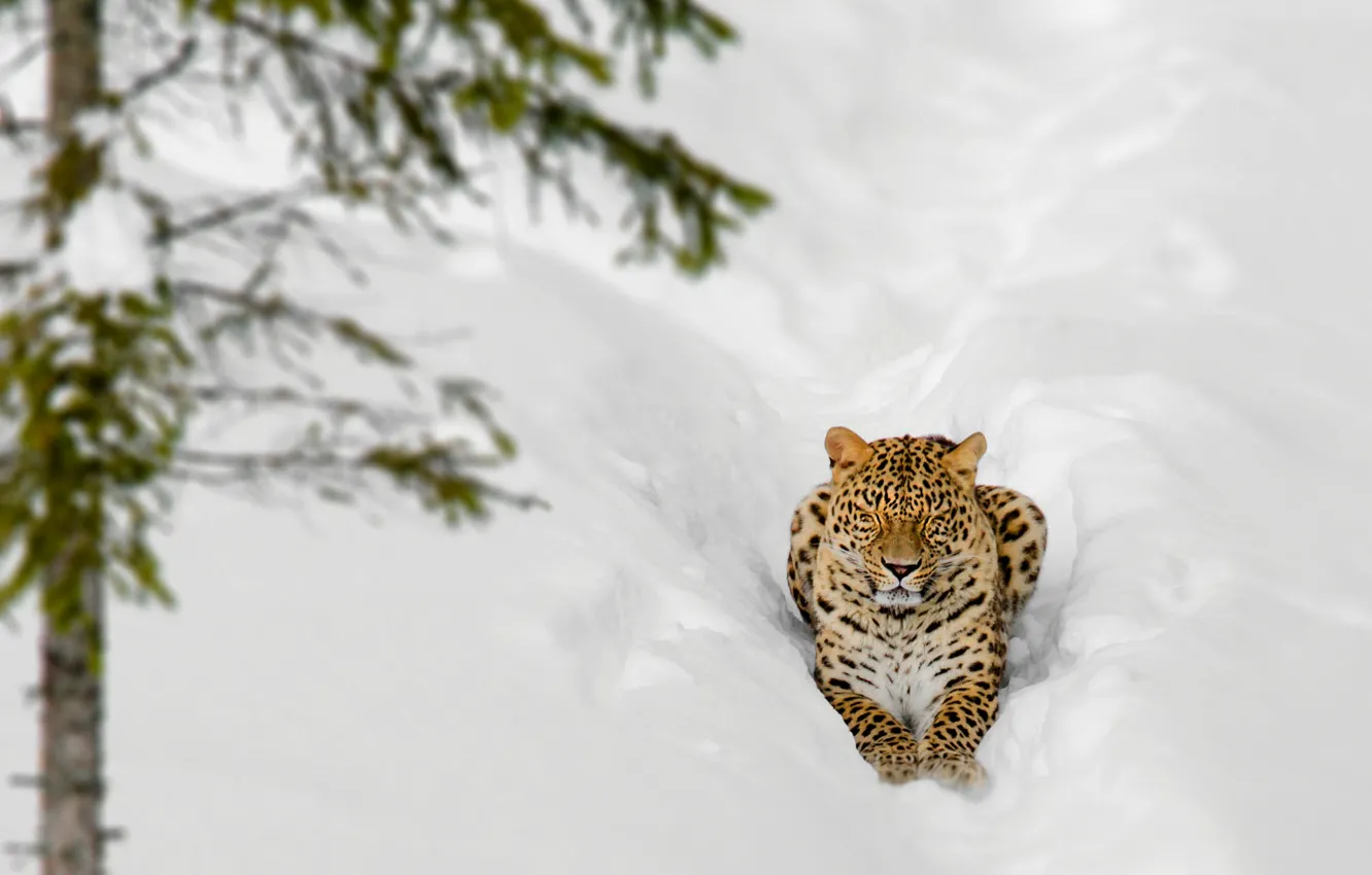 Photo wallpaper winter, face, snow, trees, branches, nature, pose, stay