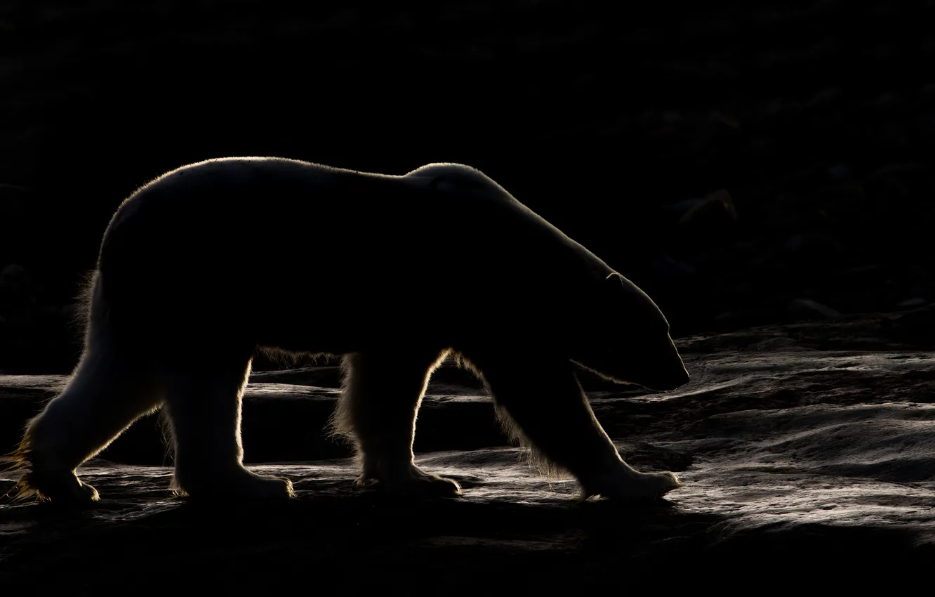 Photo wallpaper light, darkness, shadow, morning, polar bear