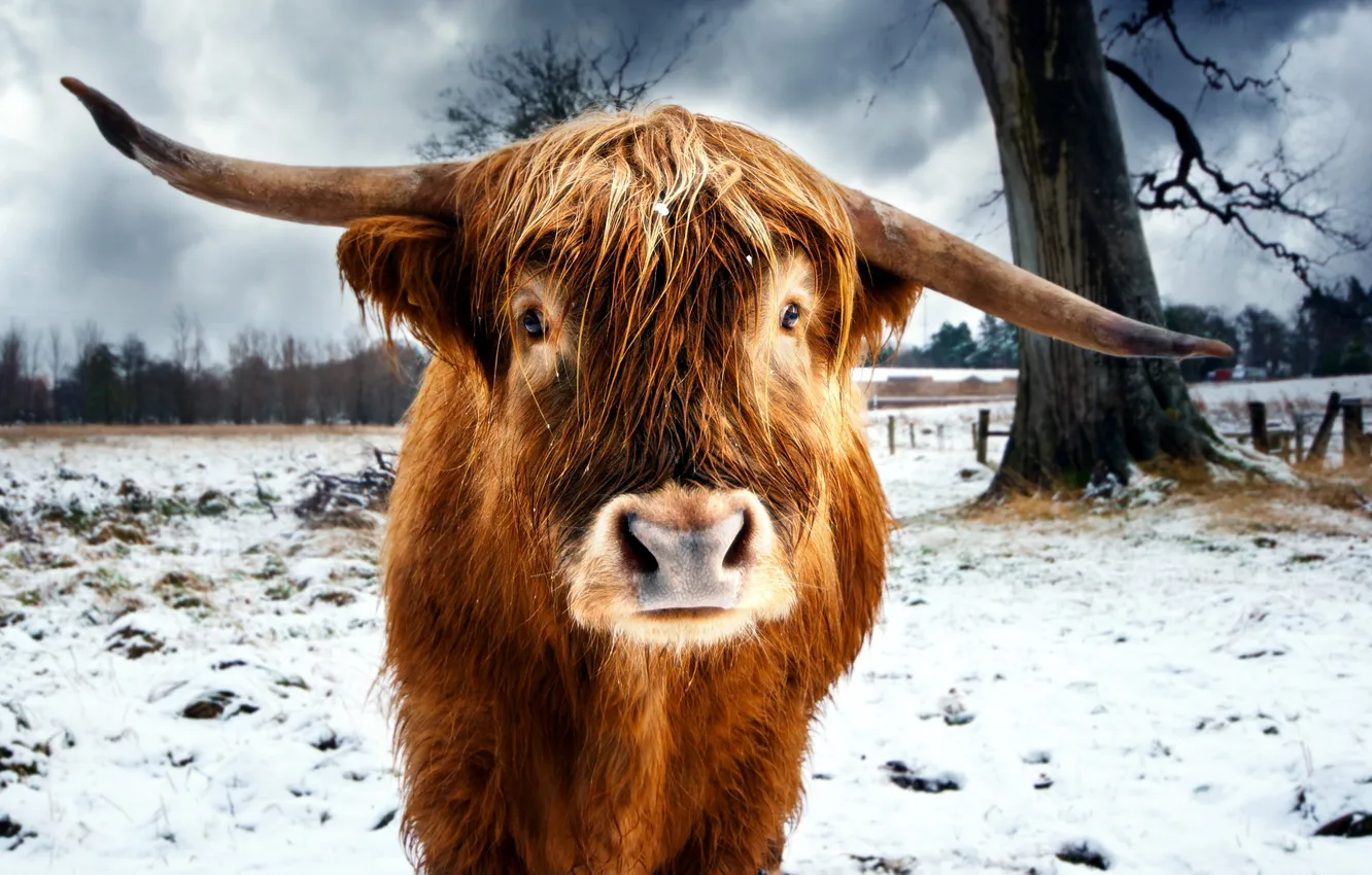 Photo wallpaper winter, field, bull