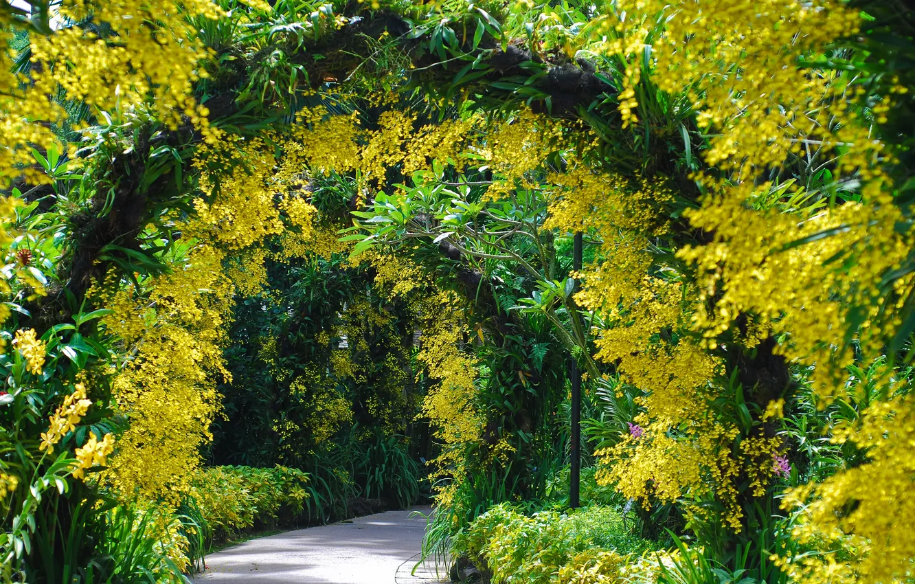 Photo wallpaper trees, flowers, plant, Singapore, arch, Botanical garden
