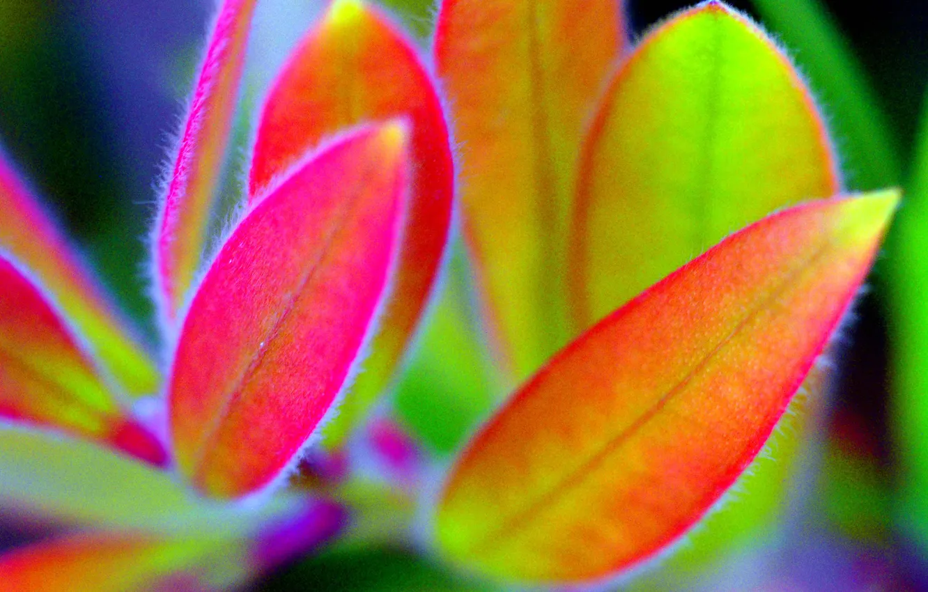 Photo wallpaper leaves, nature, plant, color