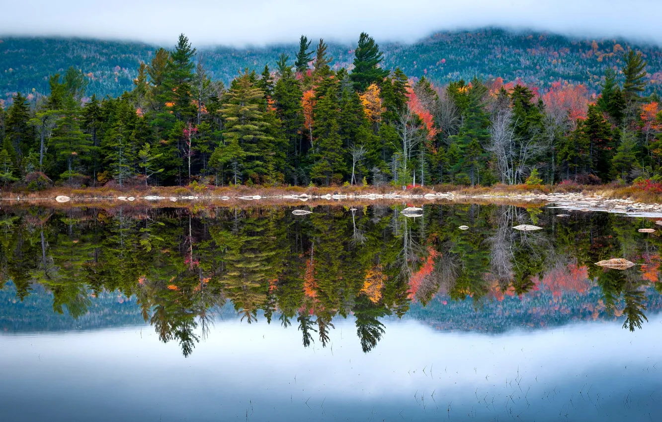 Photo wallpaper trees, landscape, lake