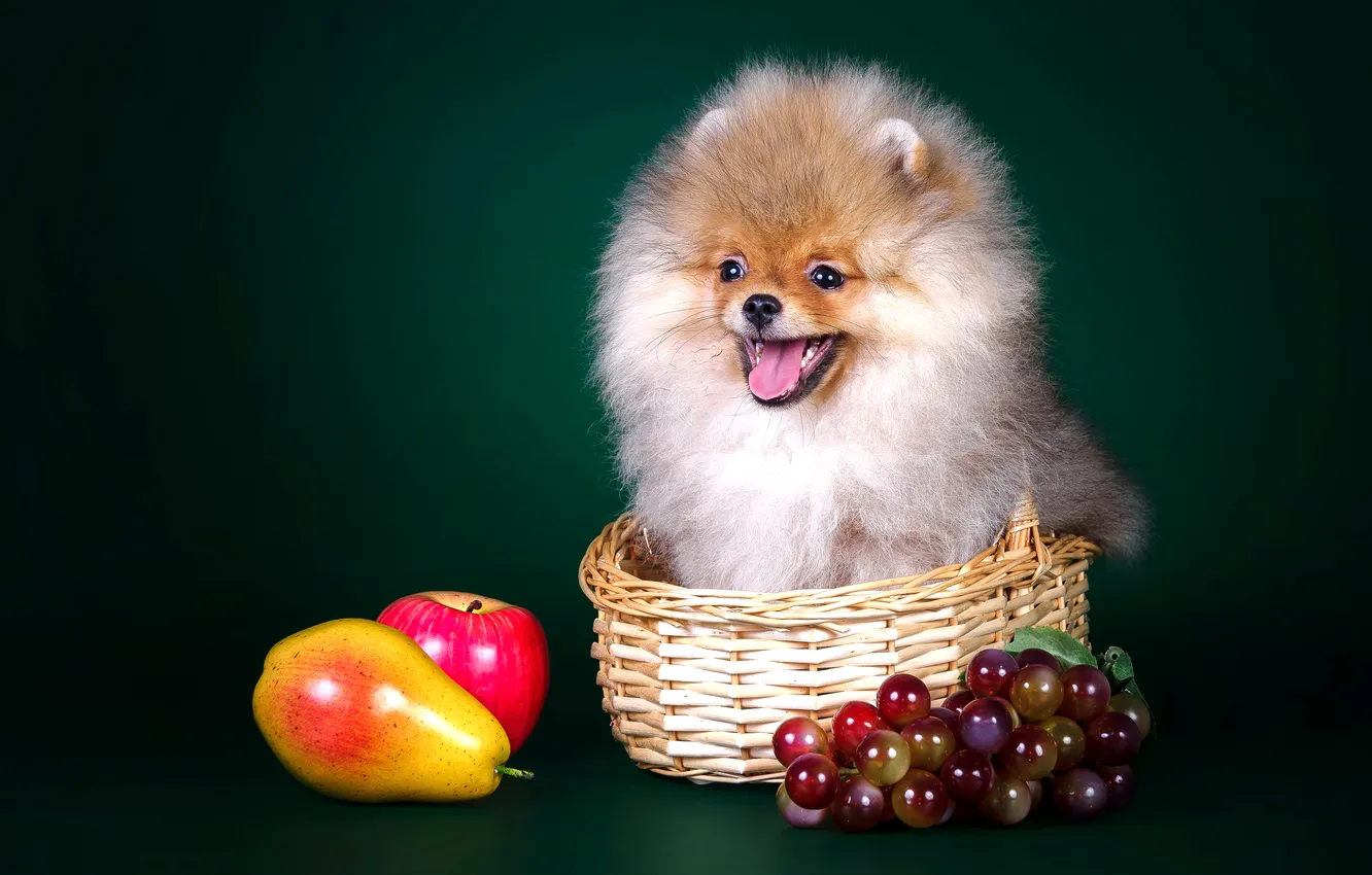 Photo wallpaper basket, dog, puppy, fruit, Spitz