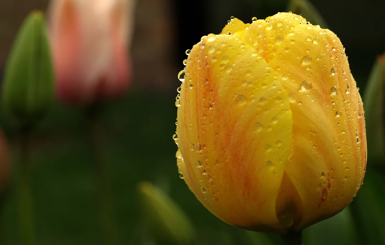 Photo wallpaper drops, macro, flowers, yellow, tulips