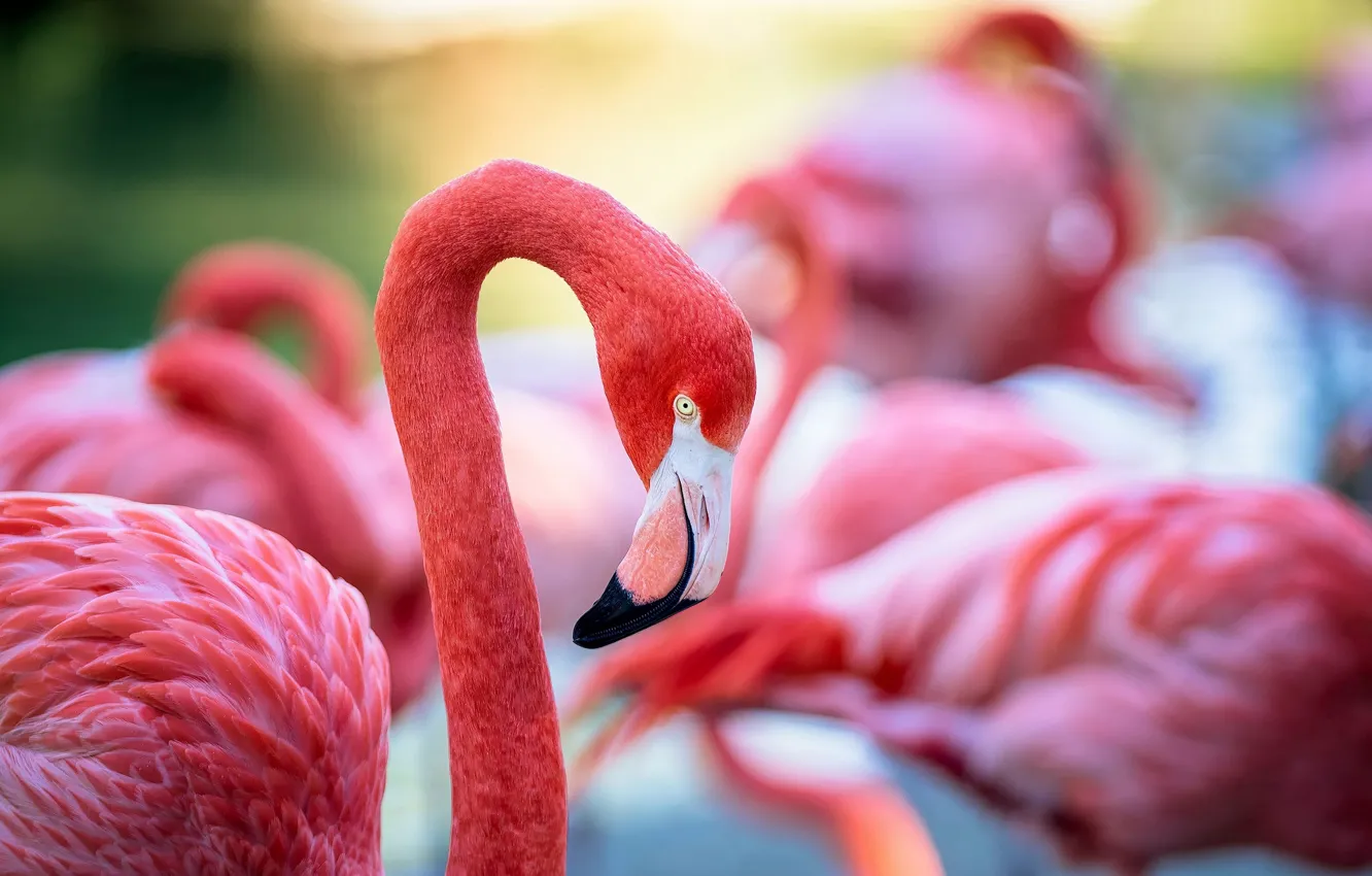 Photo wallpaper bird, feathers, beak, color, Flamingo
