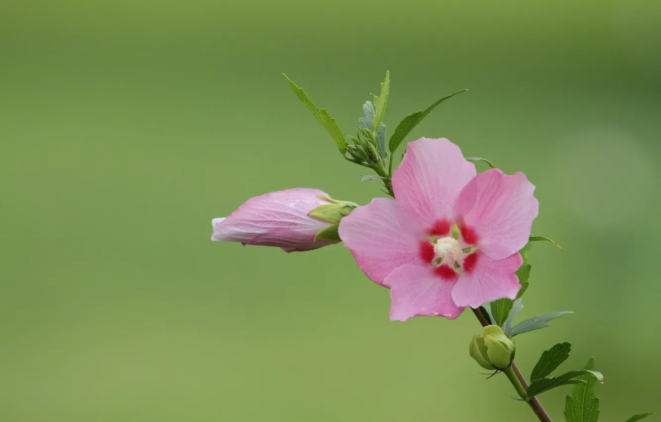 Photo wallpaper flowers, background, buds, hibiscus