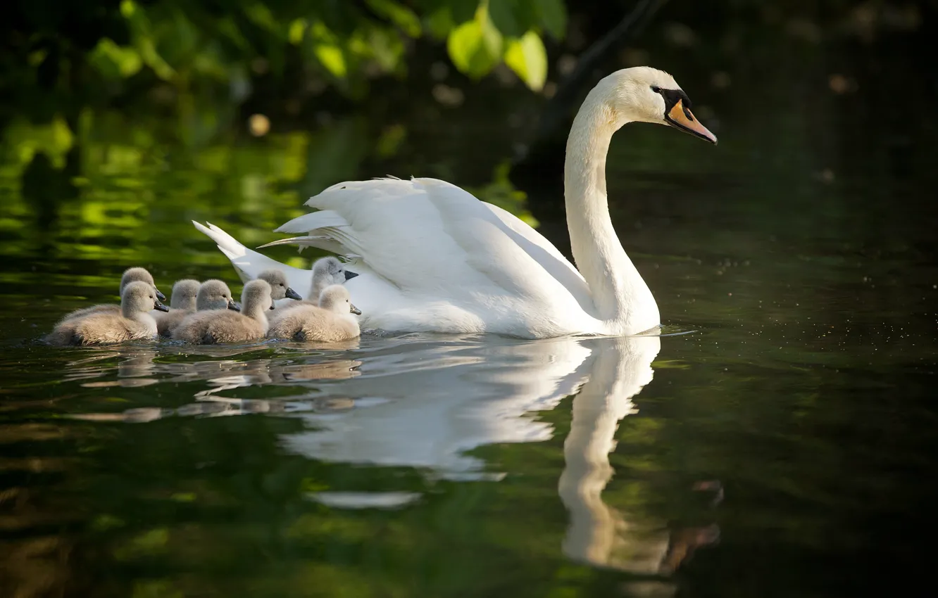 Photo wallpaper swans, Chicks, motherhood, the Lebeda