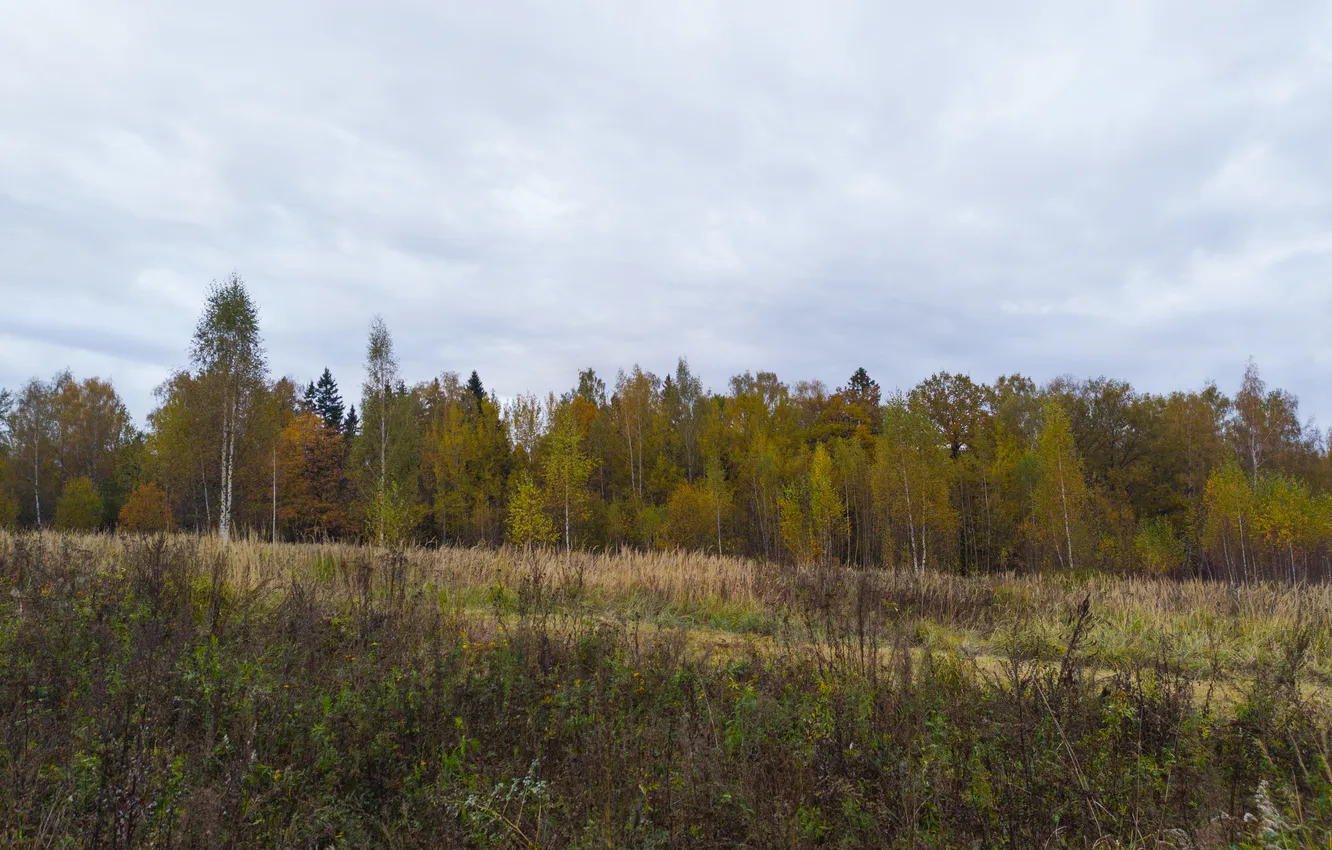 Photo wallpaper field, autumn, forest, the sky, grass, trees, clouds, nature