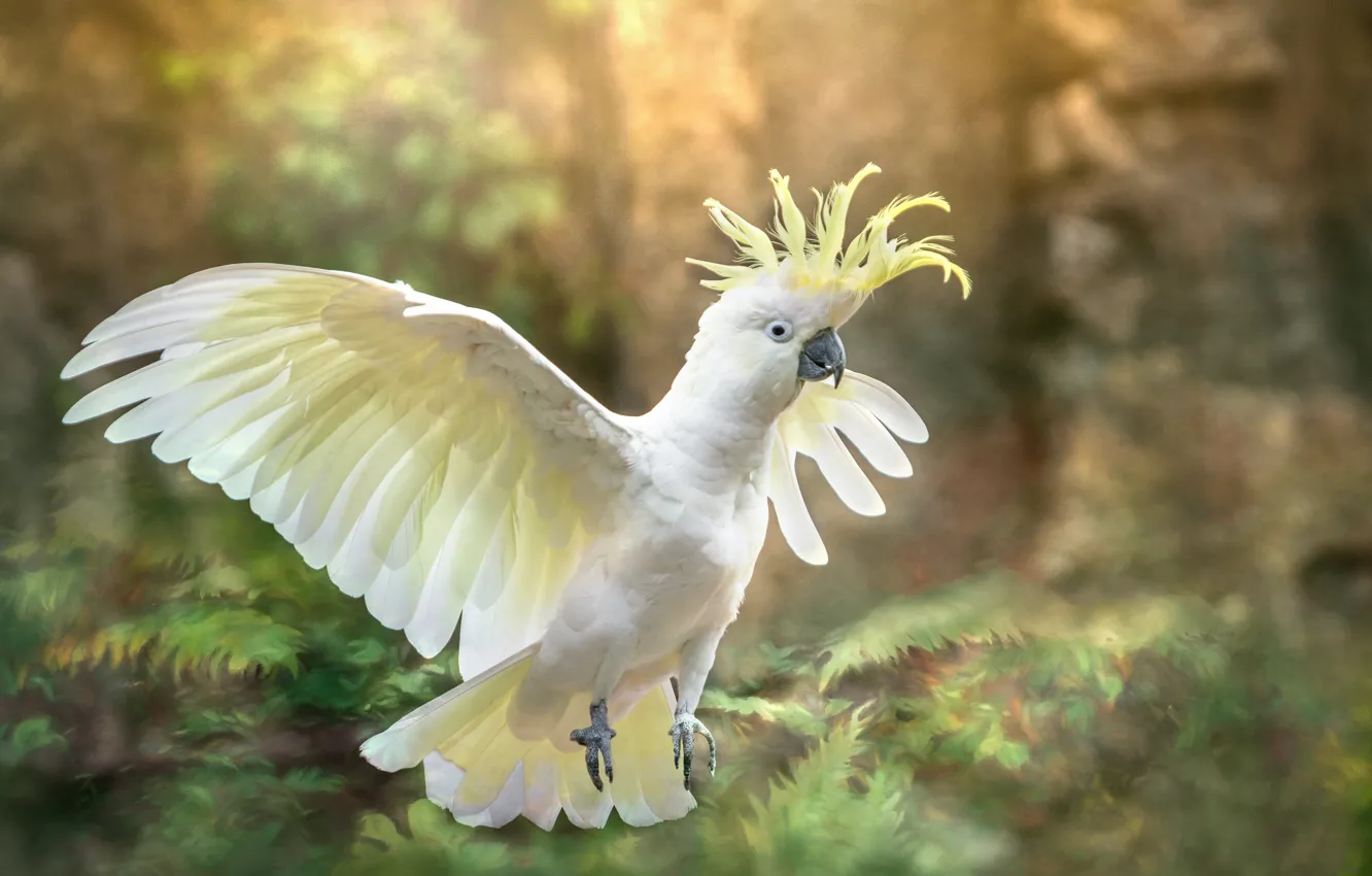 Photo wallpaper nature, bird, treatment, parrot, cockatoo