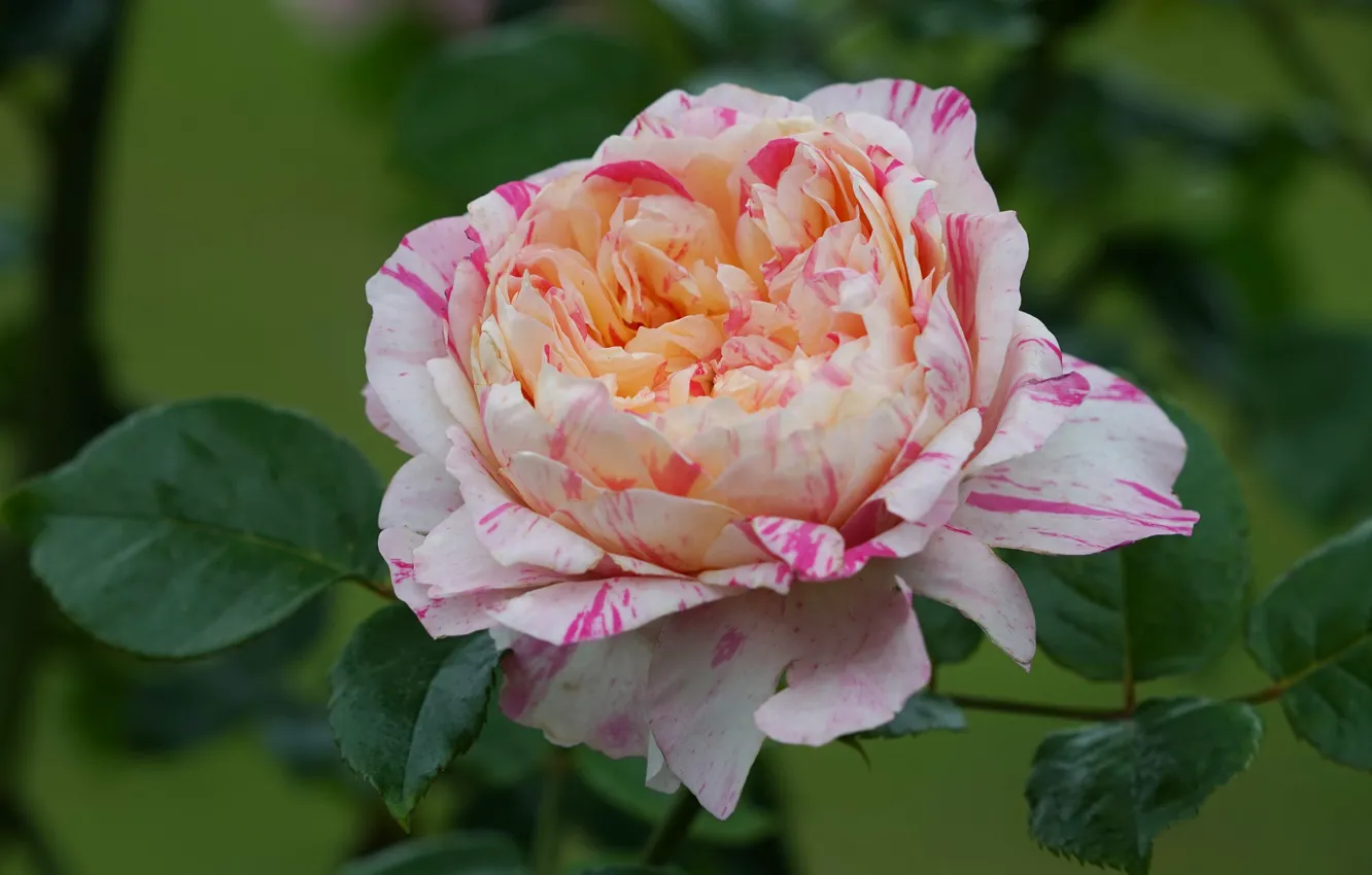 Photo wallpaper leaves, macro, close-up, roses, petals