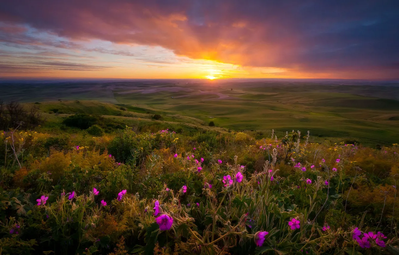 Photo wallpaper field, summer, the sun, clouds, sunset, flowers, hills, view