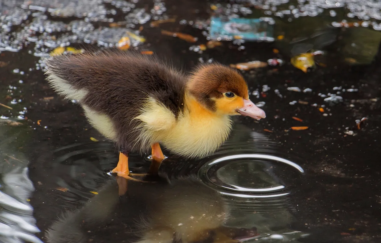 Photo wallpaper water, nature, duck