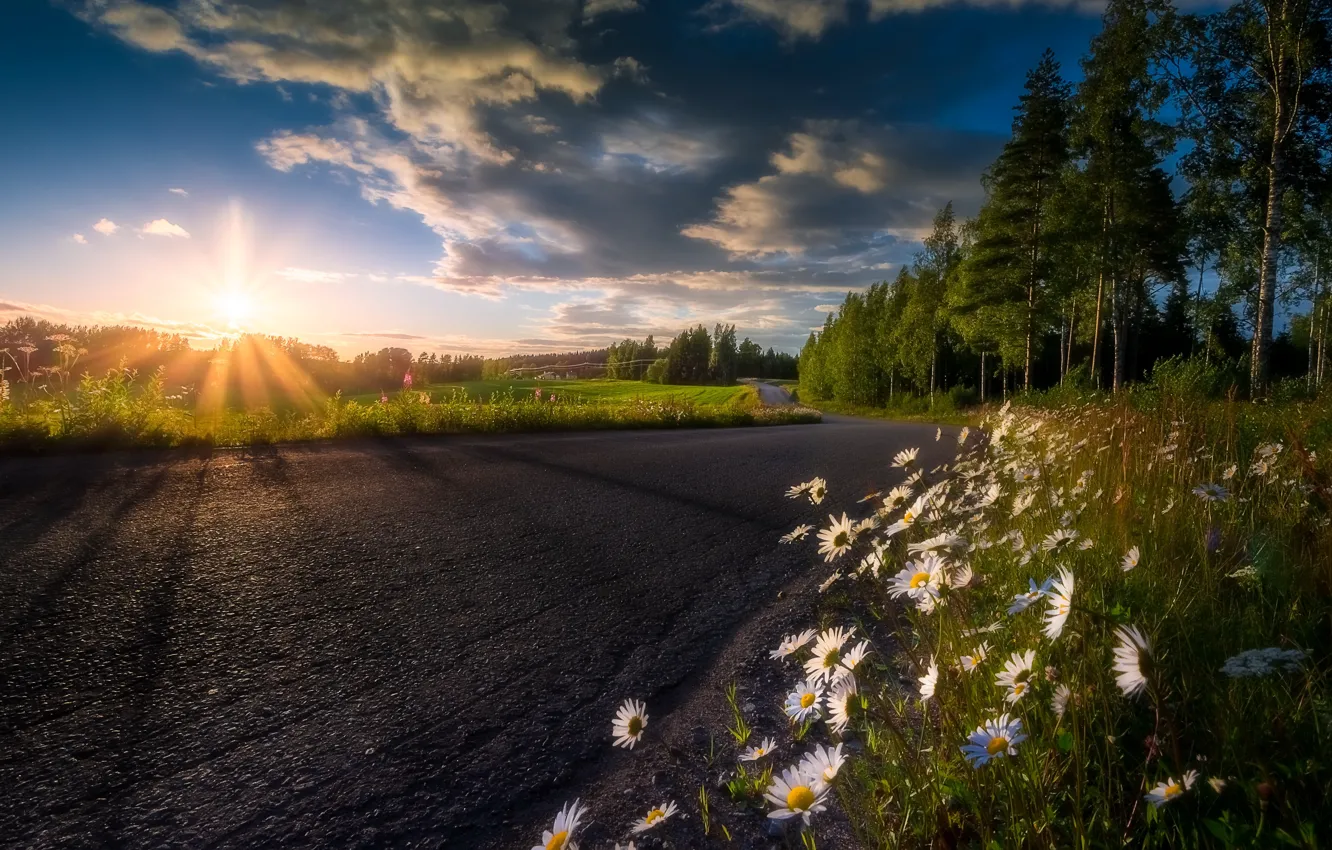Photo wallpaper road, summer, flowers, chamomile, morning, Finland