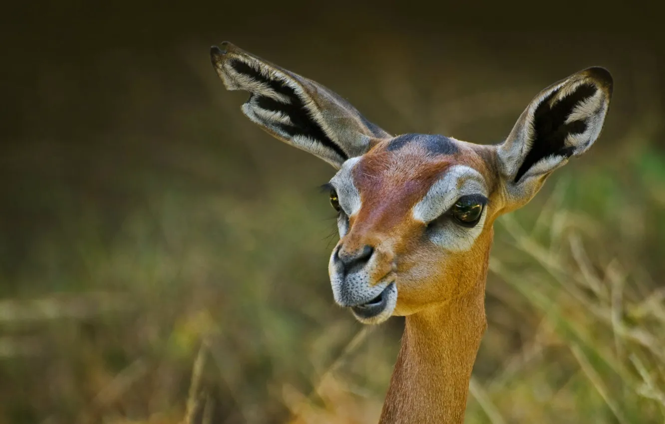 Photo wallpaper nature, gerenuk, giraffidae Gazelle
