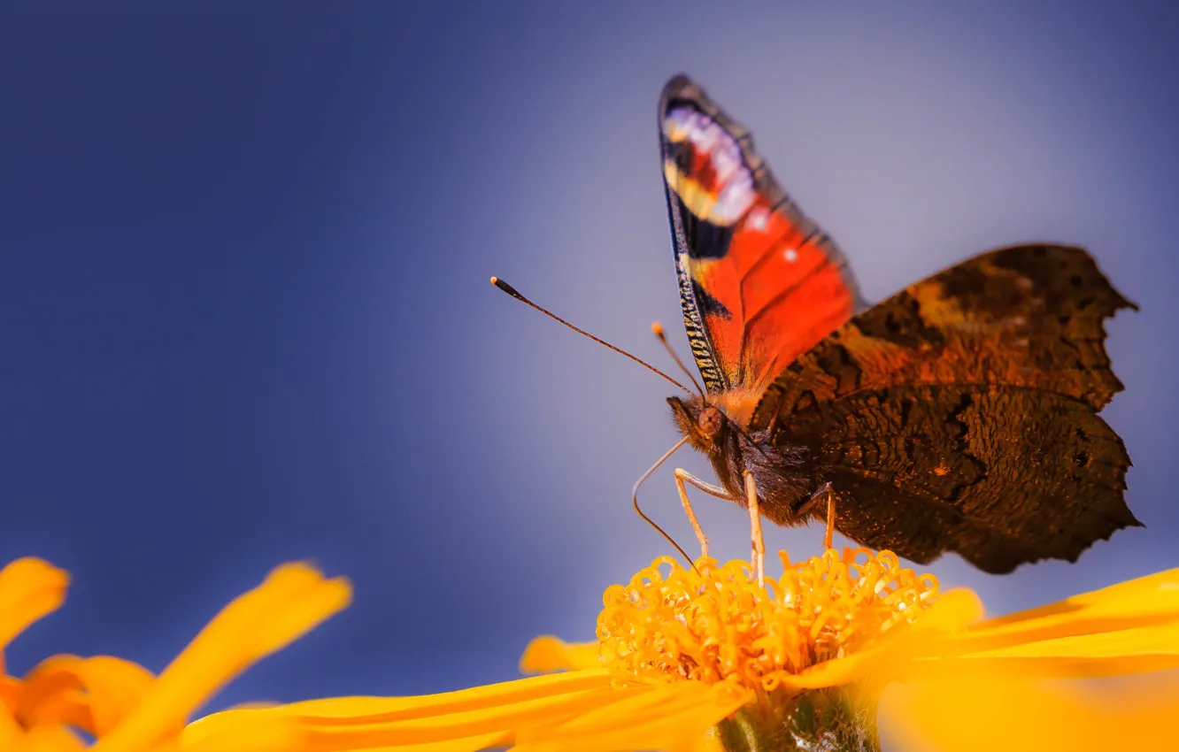 Photo wallpaper flowers, butterfly, wings, petals, antennae, proboscis