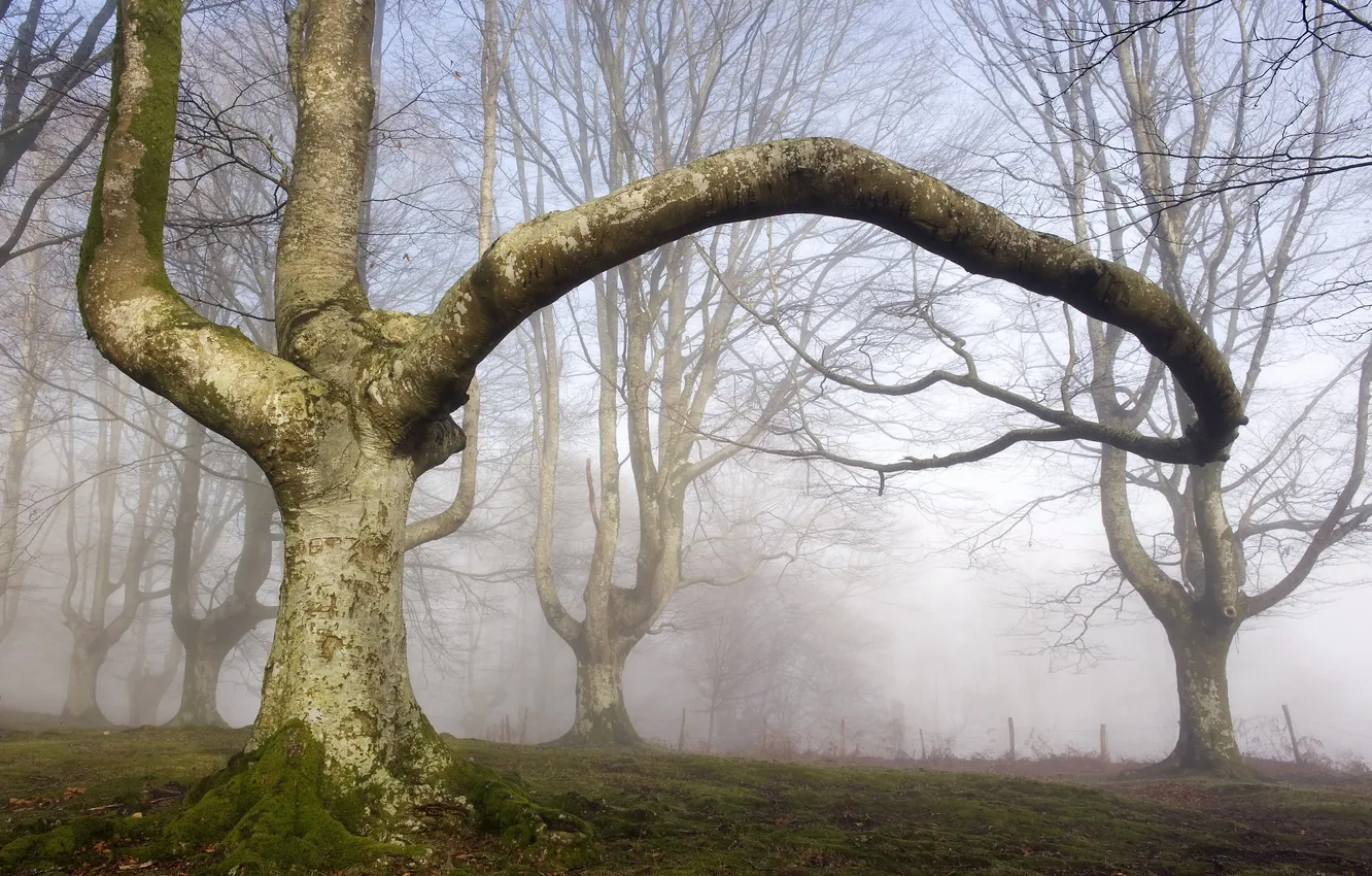 Photo wallpaper trees, nature, fog