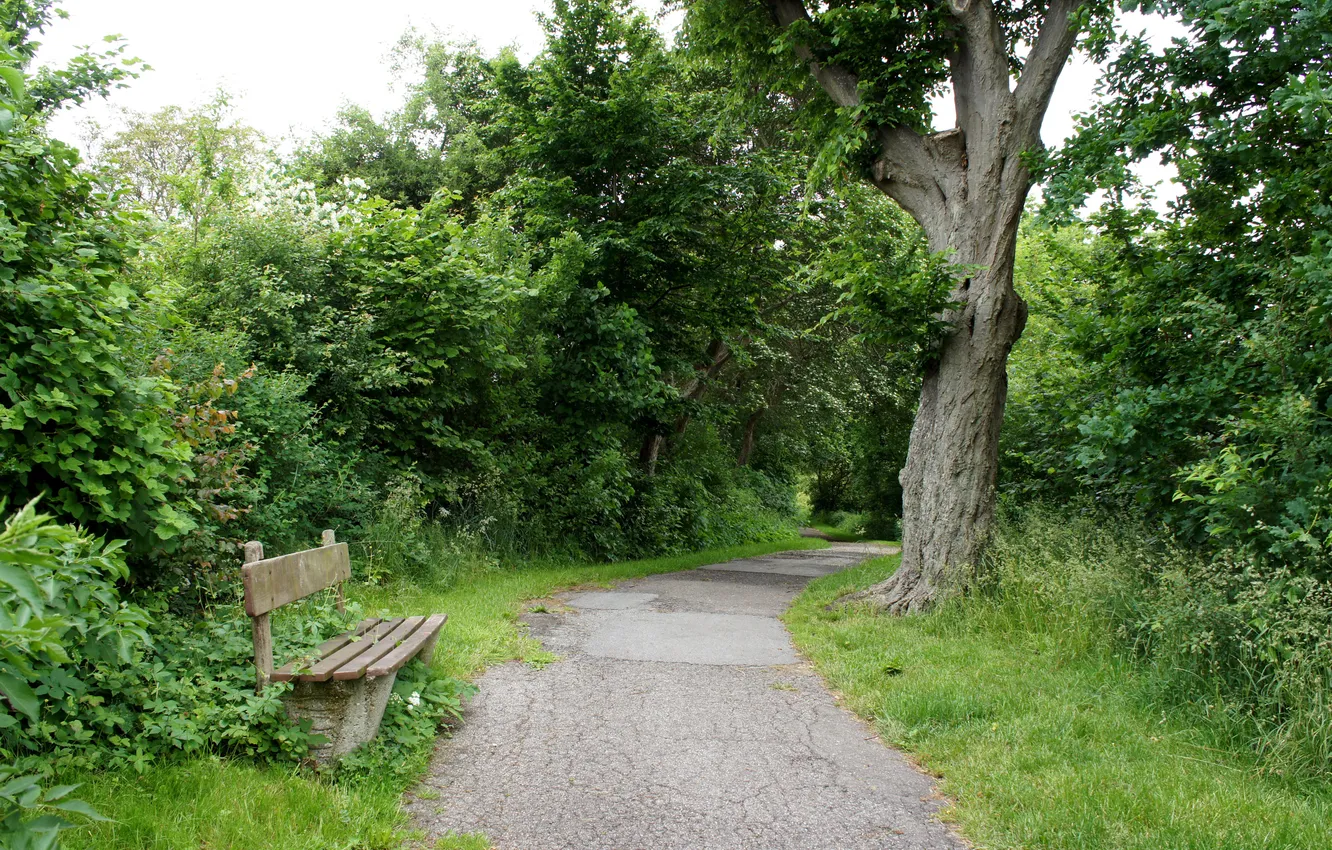Photo wallpaper bench, nature, Park, tree, track, walk, bench