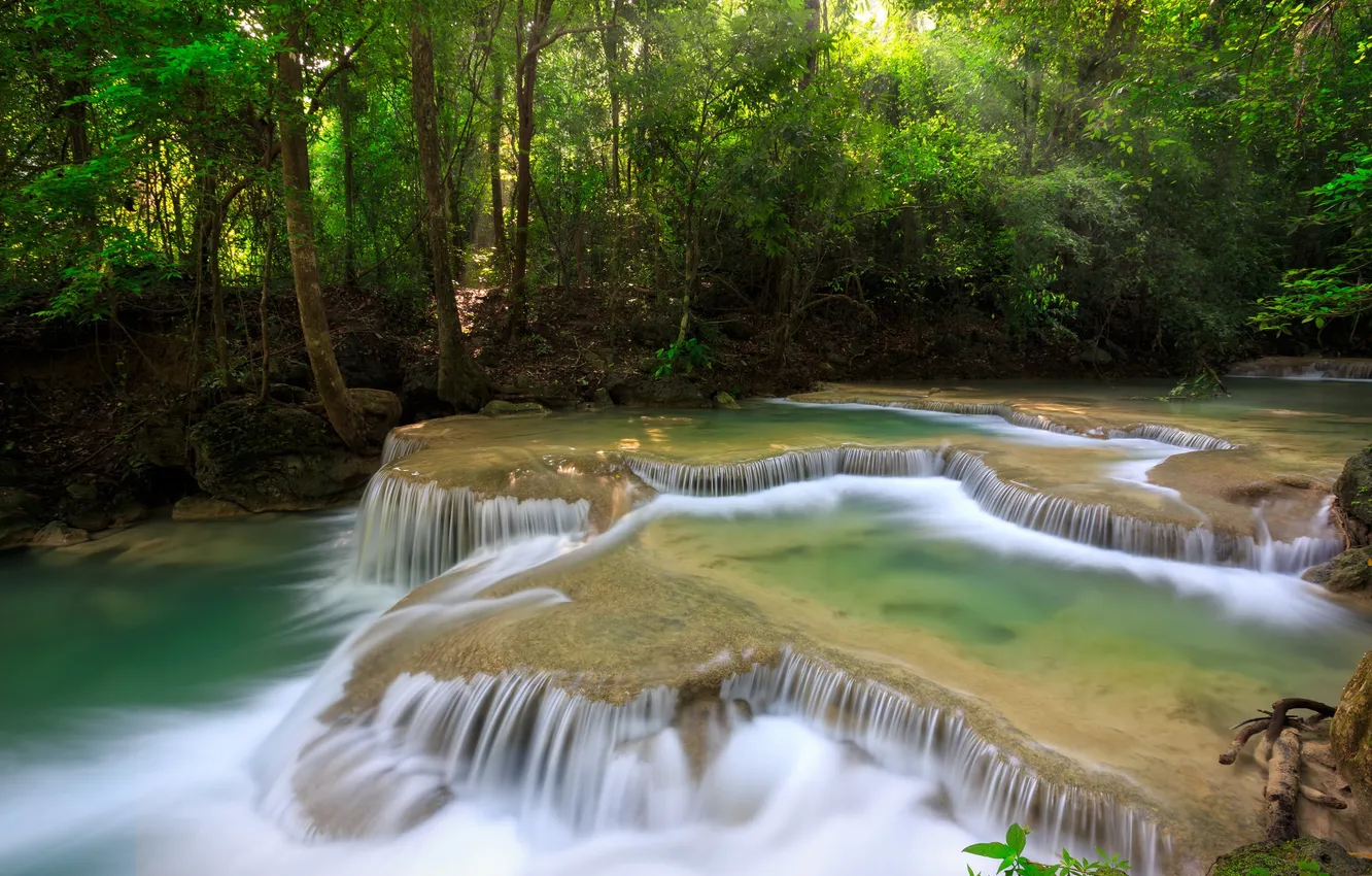 Photo wallpaper forest, trees, river, stream, cascade