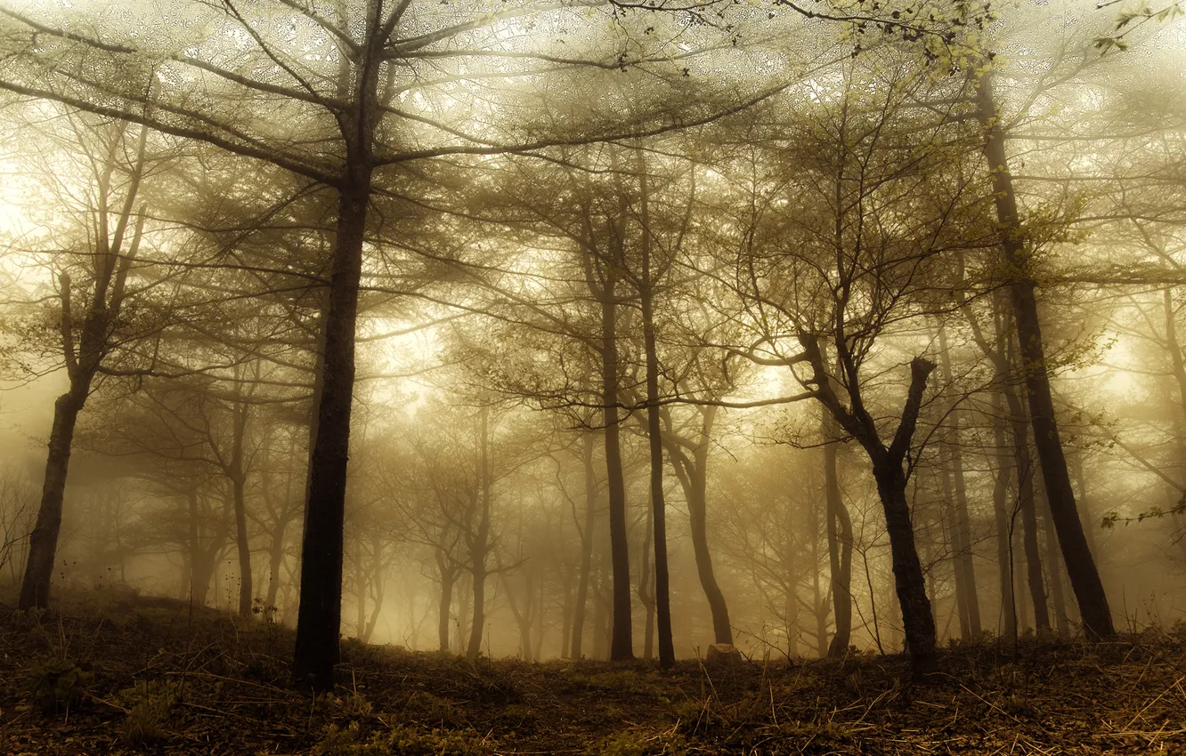 Photo wallpaper forest, nature, magic, haze