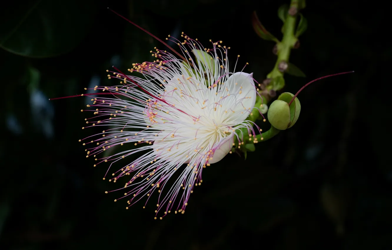 Photo wallpaper flowers, stamens, Barringtonia