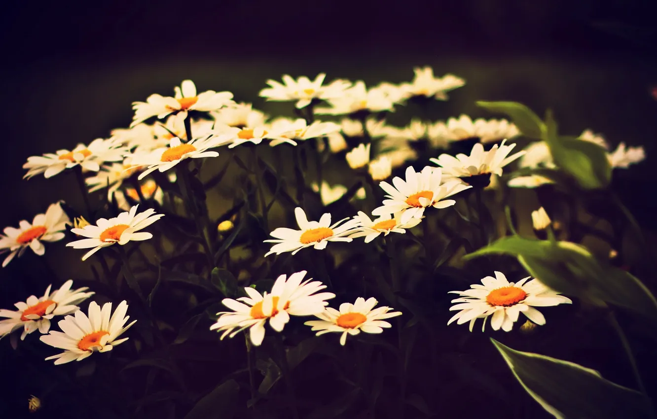 Photo wallpaper white, leaves, flowers, yellow, background, widescreen, Wallpaper, chamomile