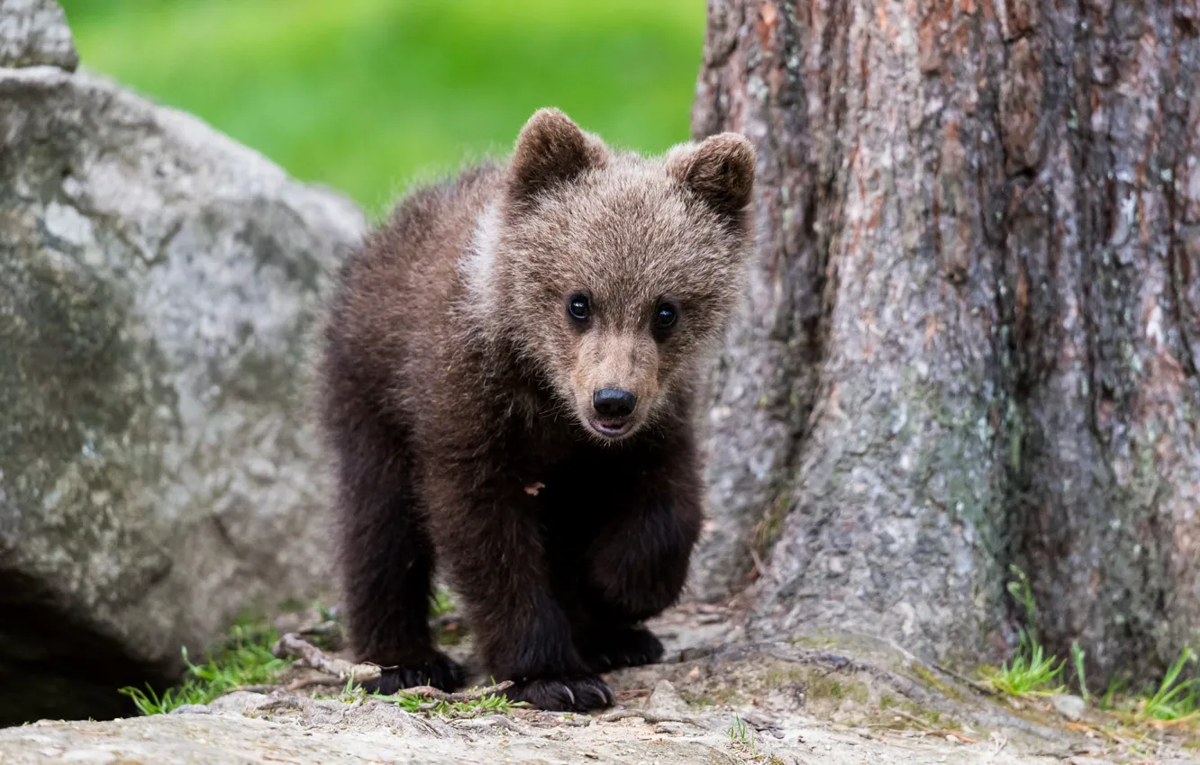 Photo wallpaper trees, bear, bear