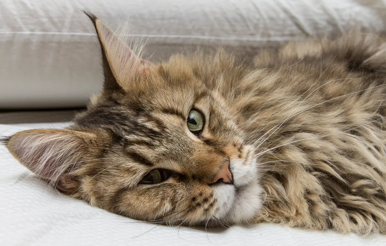 Photo wallpaper cat, cat, look, face, Maine Coon