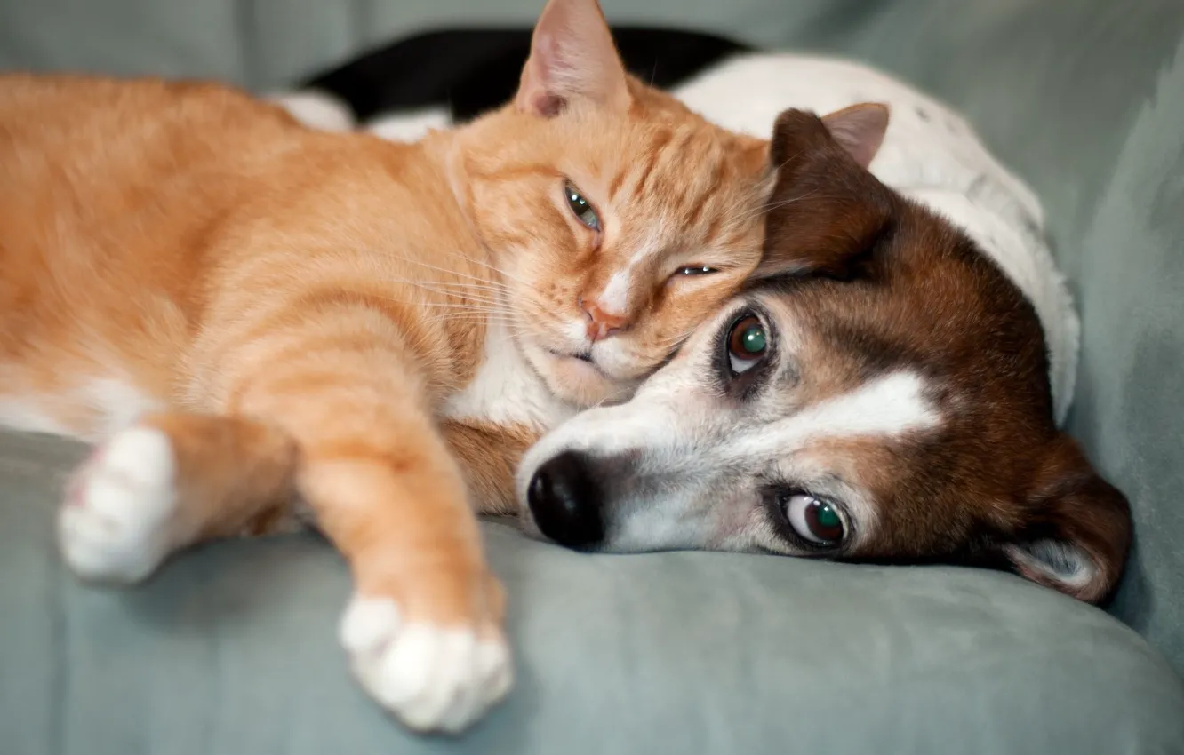 Photo wallpaper cat, cat, each, dog, pair, face