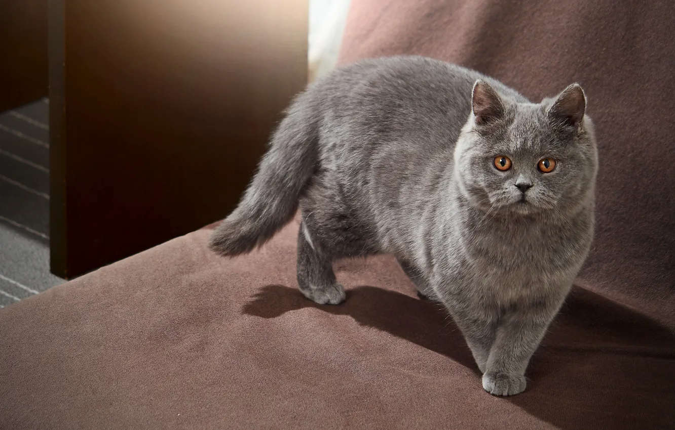 Photo wallpaper cat, cat, look, pose, face