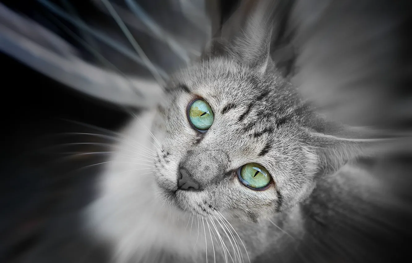 Photo wallpaper cat, eyes, green, grey, looks