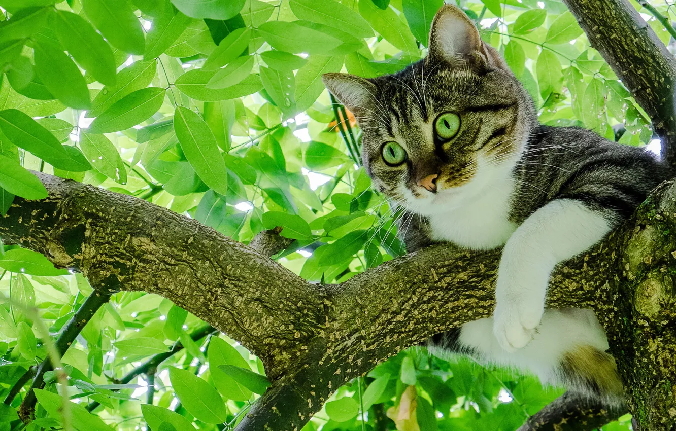 Photo wallpaper cat, cat, leaves, tree, foliage, on the tree