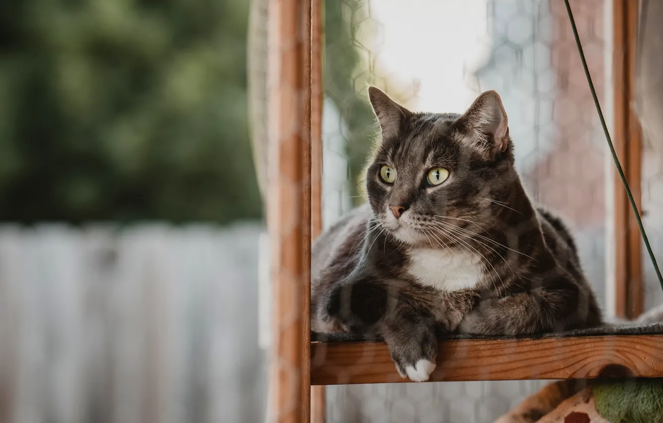 Photo wallpaper cat, cat, look, face, grey, frame, window