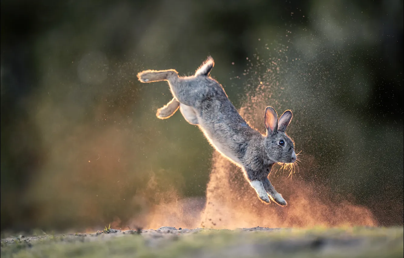 Photo wallpaper pose, light, grey, rabbit, hare, jump, glade, jump