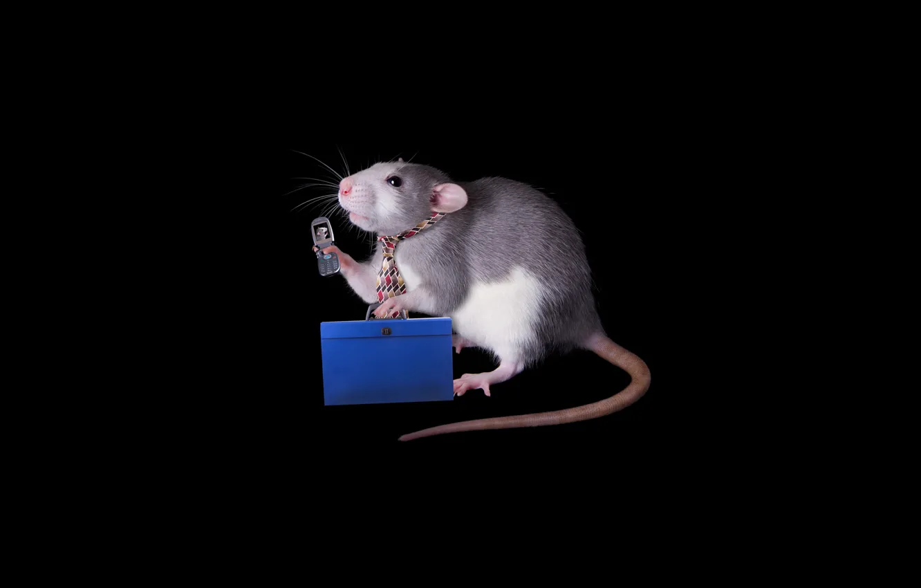 Photo wallpaper grey, mouse, mouse, tie, phone, black background, rat, symbol of the year