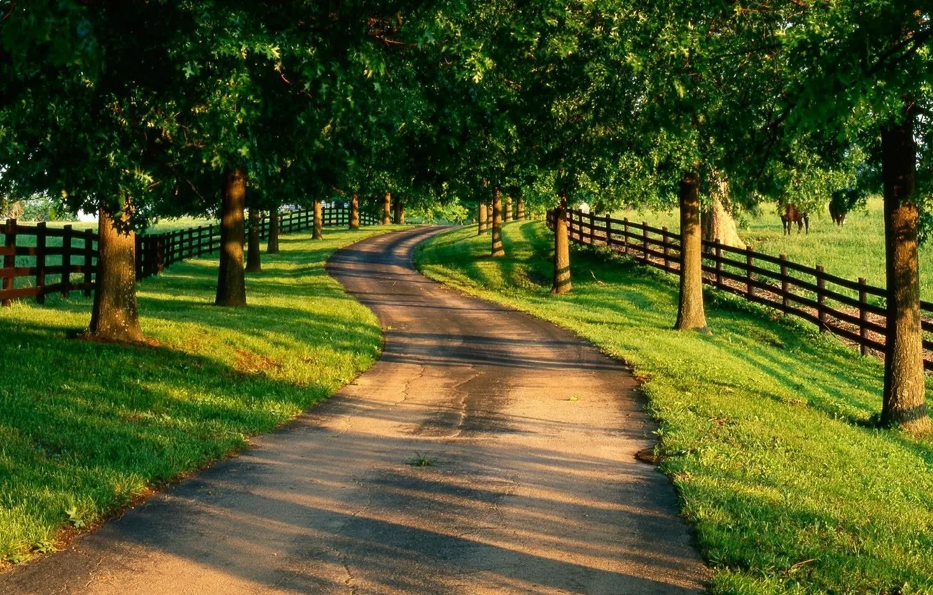 Photo wallpaper road, summer, trees, landscape