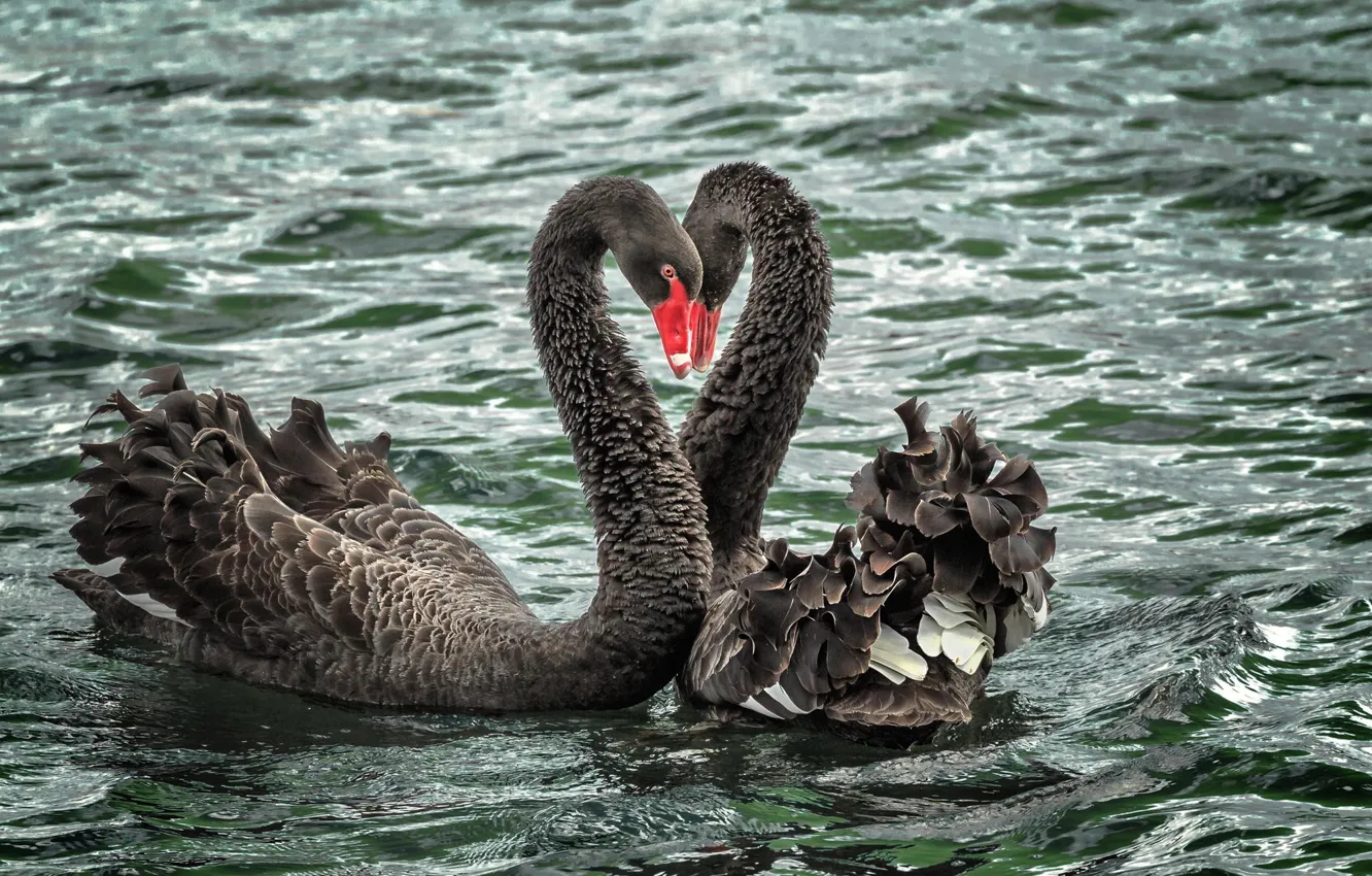 Photo wallpaper water, love, lake, river, black, pair, swans