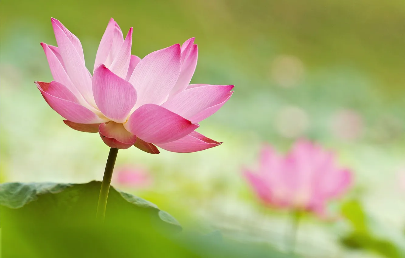 Photo wallpaper macro, paint, petals, Lotus