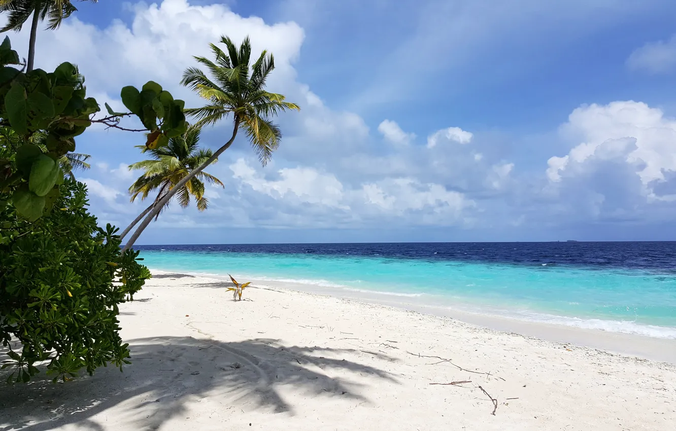 Photo wallpaper beach, tropics, palm trees, beauty, white sand, island, Мaldives