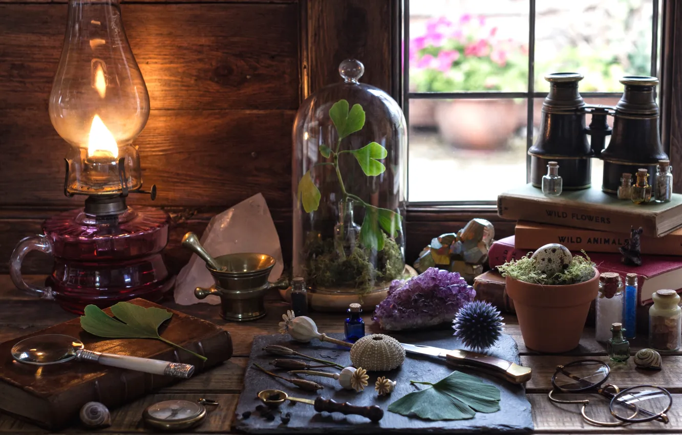 Photo wallpaper science, plant, lamp, eggs, window, glasses, binoculars, book