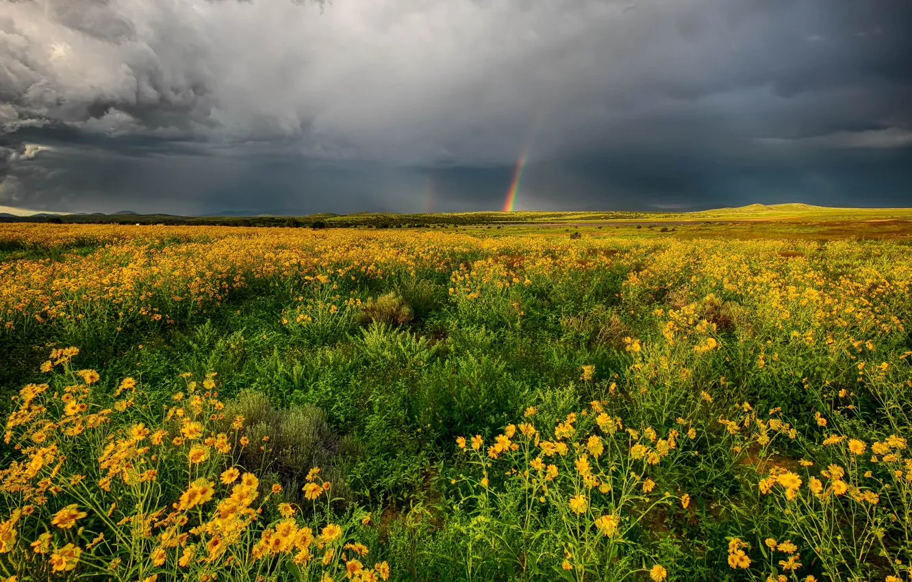 Photo wallpaper greens, field, summer, the sky, flowers, clouds, plant, rainbow