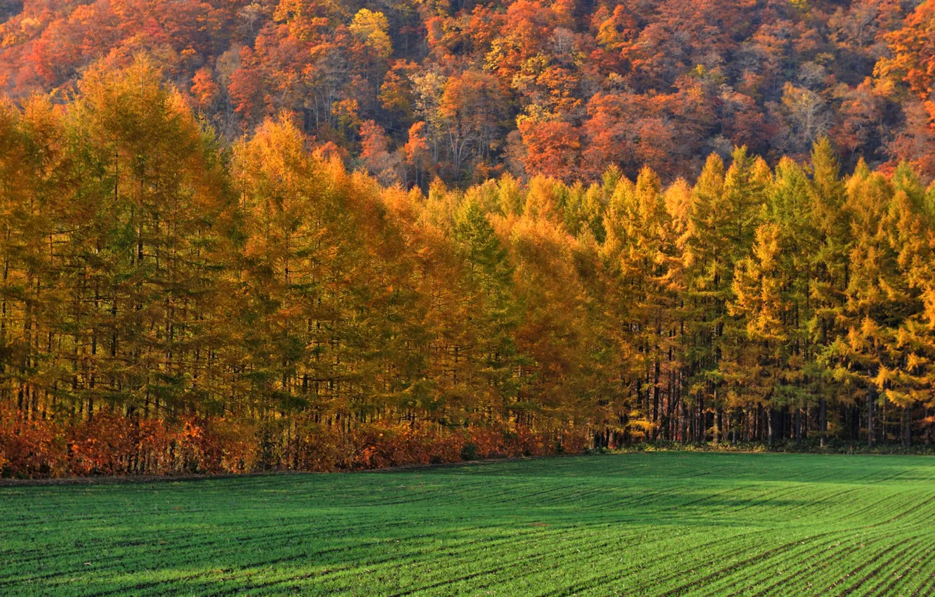 Photo wallpaper field, autumn, forest, grass, trees, mountains, slope