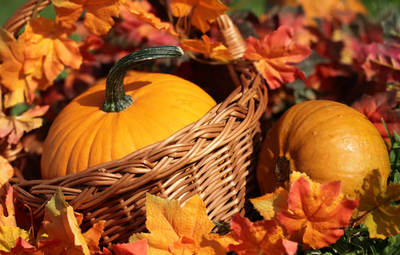 Photo wallpaper autumn, pumpkin, basket, yellow leaves