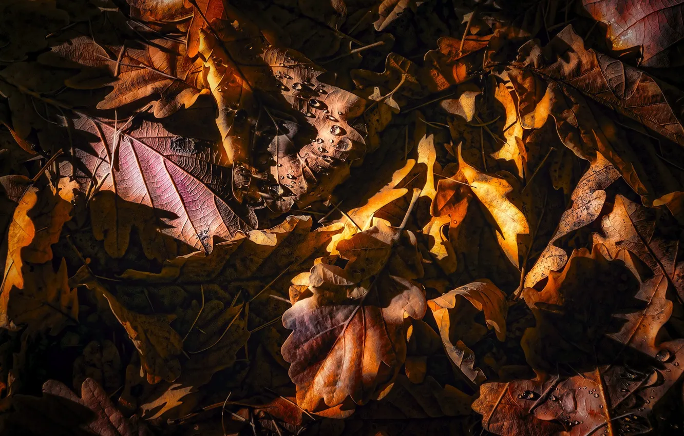 Photo wallpaper autumn, drops, light, foliage, the colors of autumn, the pile of leaves, dry leaves, oak