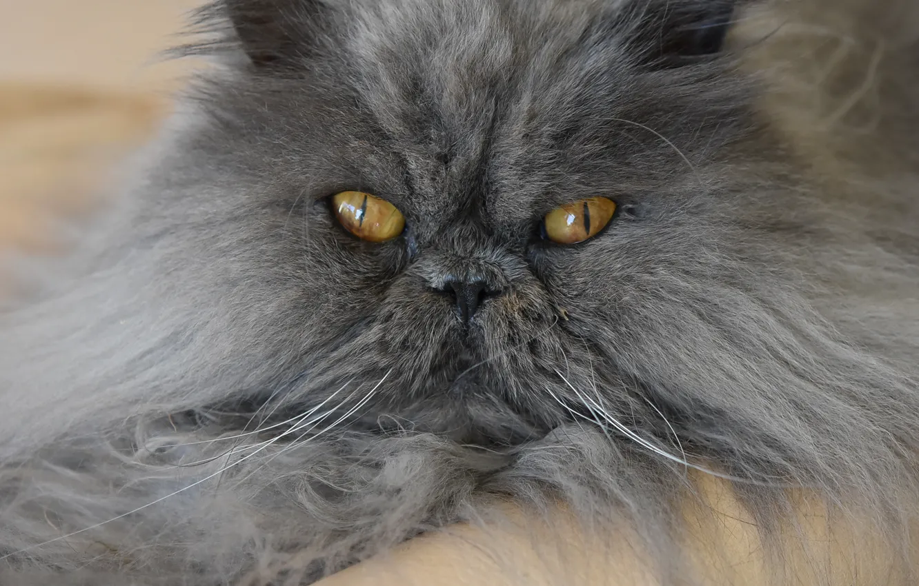 Photo wallpaper cat, look, fluffy, muzzle, Persian cat