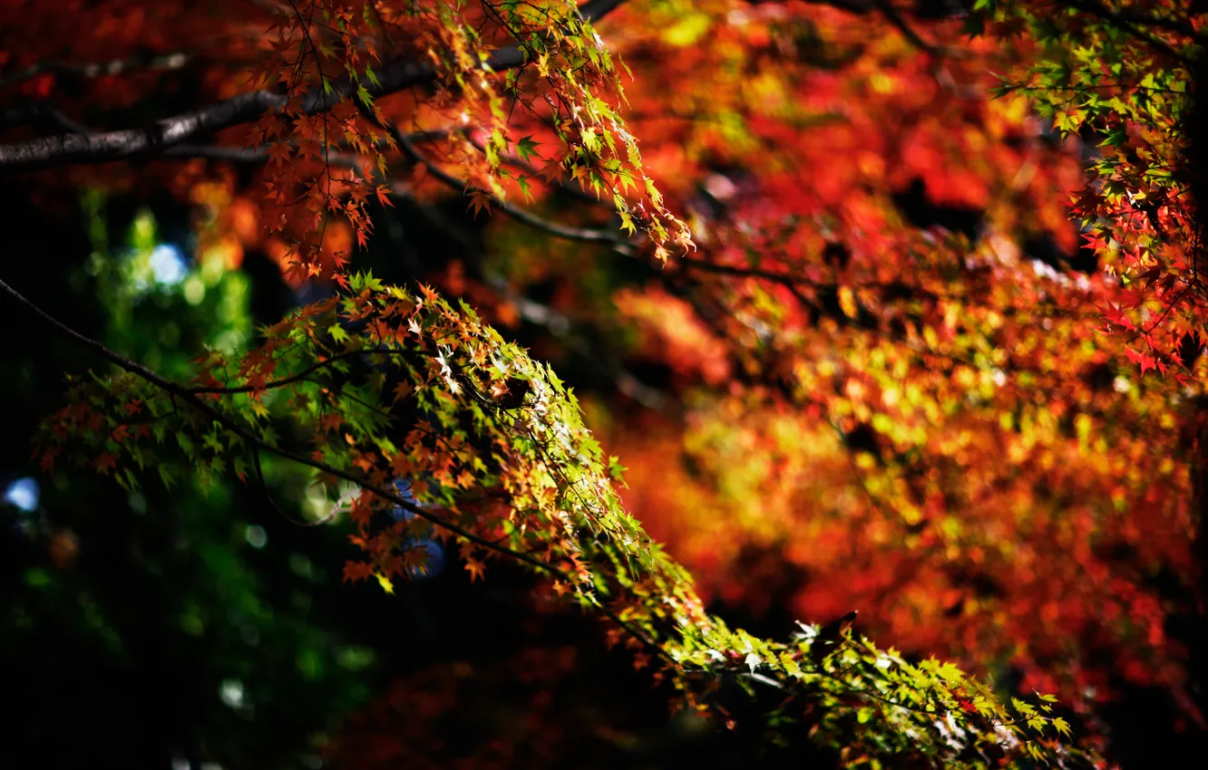 Photo wallpaper autumn, branches, nature, foliage