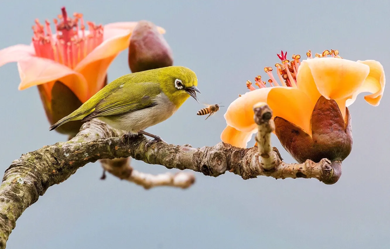 Photo wallpaper nature, tropics, bee, bird, branch, insect, flowers, white eye