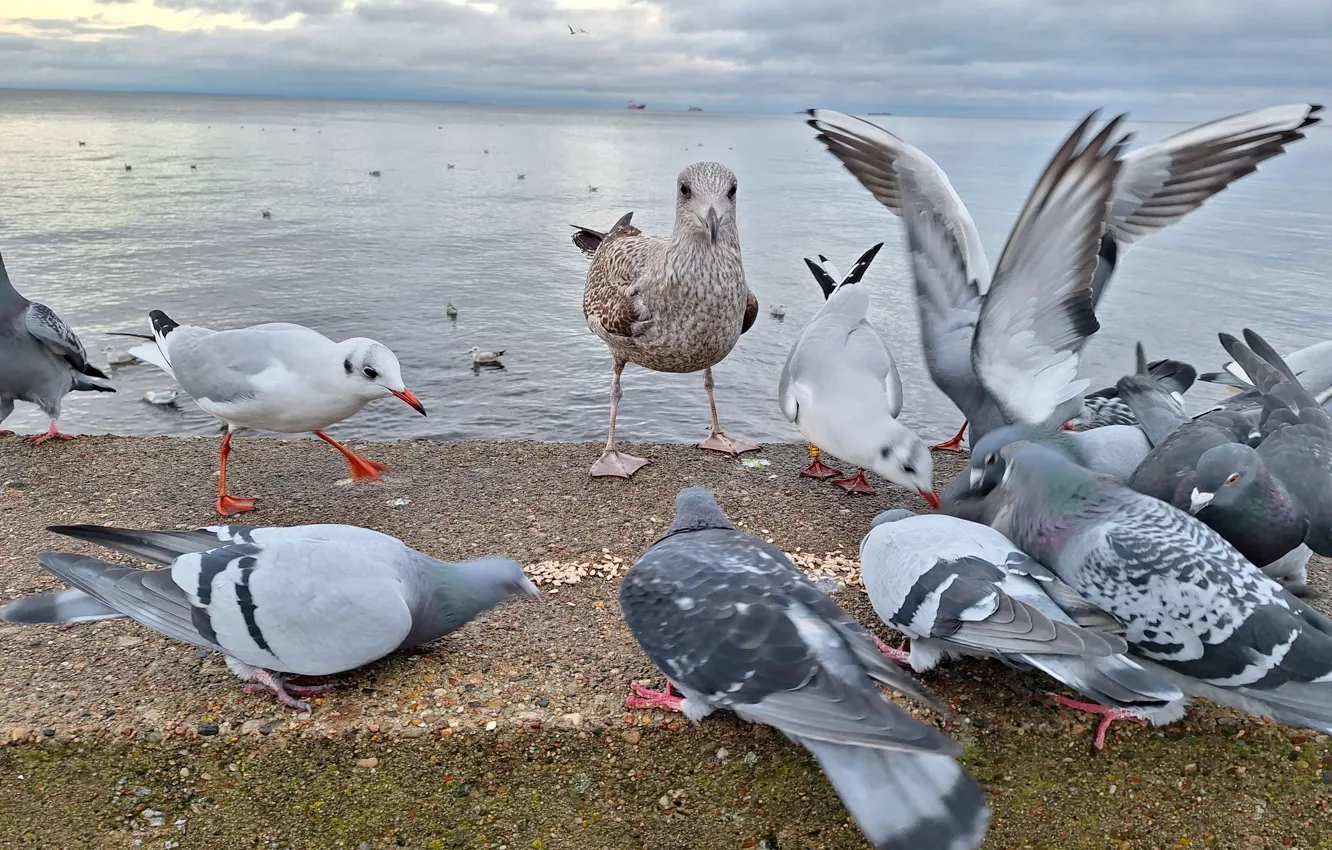Photo wallpaper Sea, Seabirds, grains